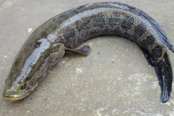 鯰魚很臟嗎 鯰魚為什么不能吃 黑魚臟還是鯰魚臟