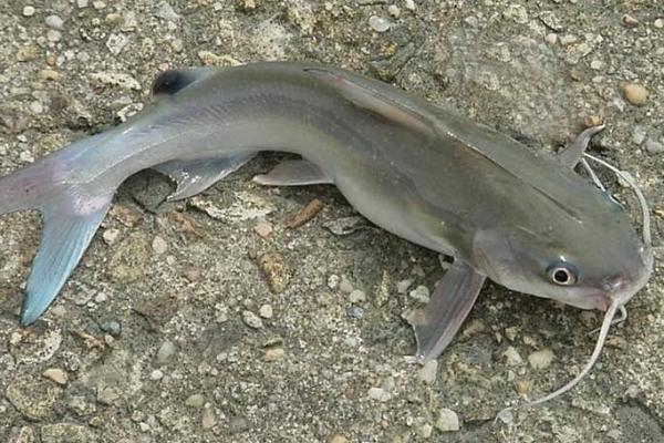 鯰魚很臟嗎 鯰魚為什么不能吃 黑魚臟還是鯰魚臟