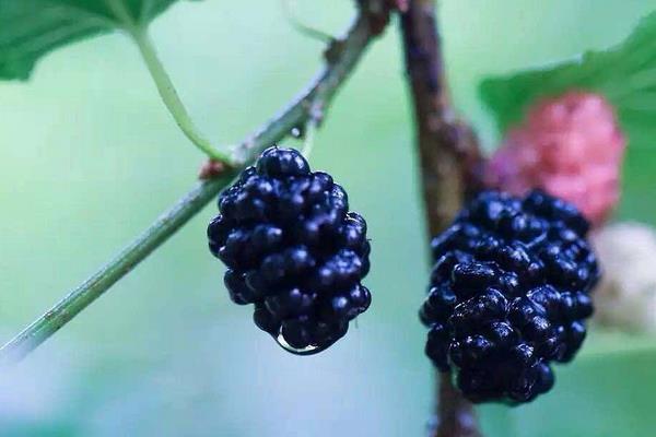 桑葚功效與作用及禁忌 桑葚的營養價值