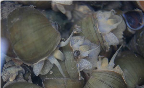 田螺和螺螄的區別是什么 螺螄是田螺嗎