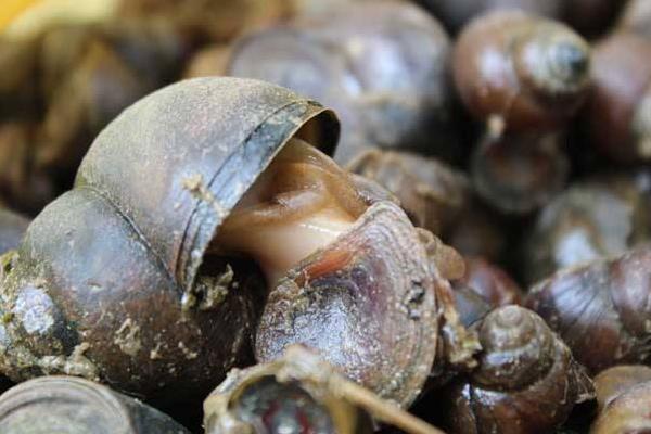 田螺和螺螄的區(qū)別是什么 螺螄是田螺嗎