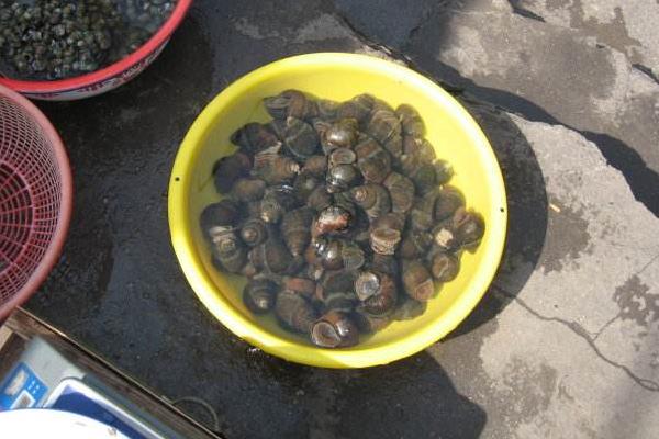 田螺和螺螄的區(qū)別是什么 螺螄是田螺嗎