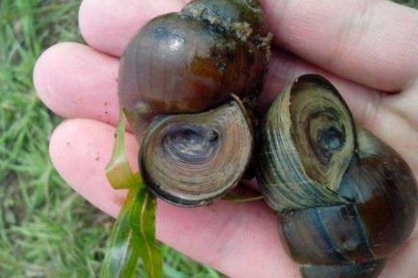 田螺和螺螄的區(qū)別是什么 螺螄是田螺嗎