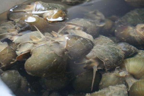 田螺和螺螄的區(qū)別是什么 螺螄是田螺嗎