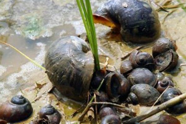 田螺和螺螄的區(qū)別是什么 螺螄是田螺嗎