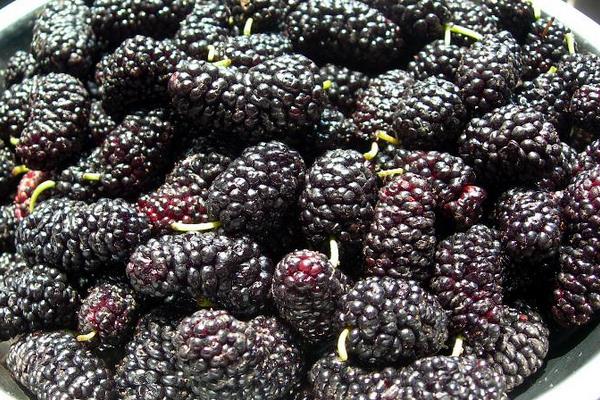 桑葚功效與作用及禁忌 桑葚的營養價值