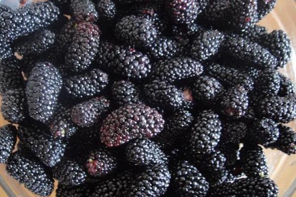 桑葚功效與作用及禁忌 桑葚的營養價值