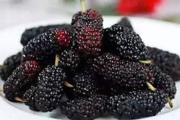 桑葚功效與作用及禁忌 桑葚的營養價值