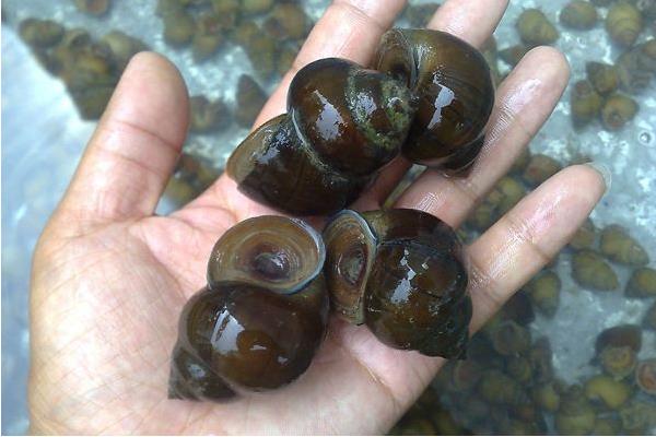 田螺清洗機市場價格多少錢一臺 田螺清洗機的優點