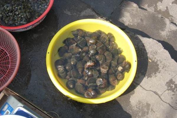 田螺清洗機市場價格多少錢一臺 田螺清洗機的優點