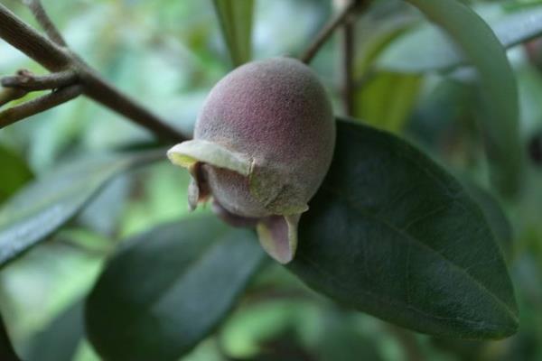 桃金娘的功效與作用及禁忌 桃金娘藥用價值