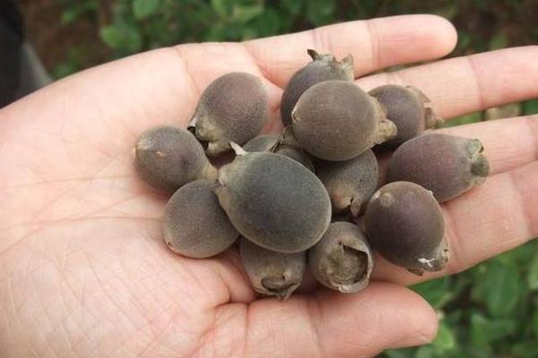 桃金娘的功效與作用及禁忌 桃金娘藥用價值