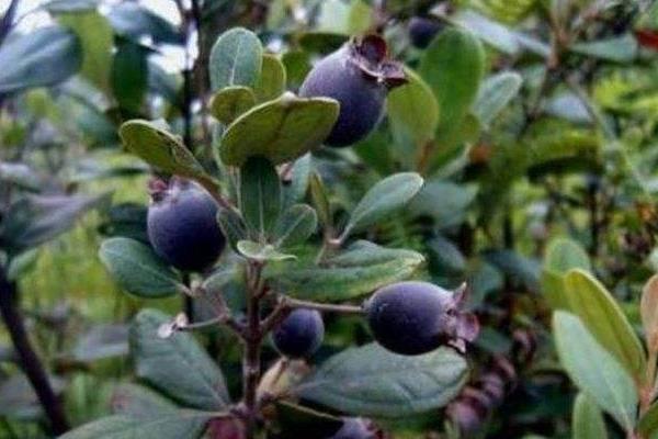 桃金娘的功效與作用及禁忌 桃金娘藥用價值