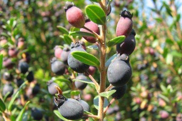 桃金娘的功效與作用及禁忌 桃金娘藥用價值