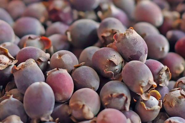 桃金娘的功效與作用及禁忌 桃金娘藥用價值