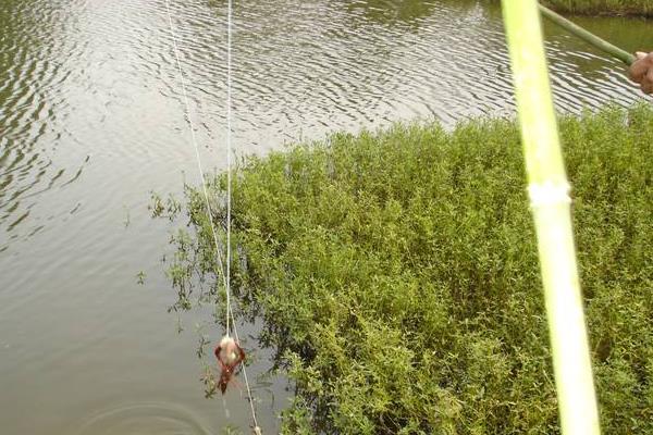 晚上釣龍蝦好釣嗎 用什么東西釣龍蝦最好