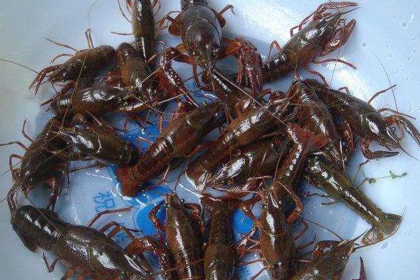 晚上釣龍蝦好釣嗎 用什么東西釣龍蝦最好