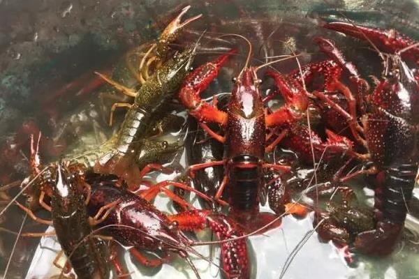 晚上釣龍蝦好釣嗎 用什么東西釣龍蝦最好