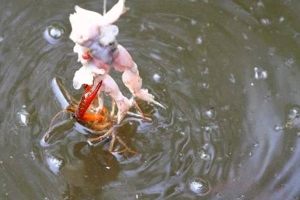 晚上釣龍蝦好釣嗎 用什么東西釣龍蝦最好