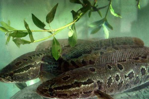 烏魚(yú)是黑魚(yú)嗎 烏魚(yú)和黑魚(yú)的區(qū)別是什么