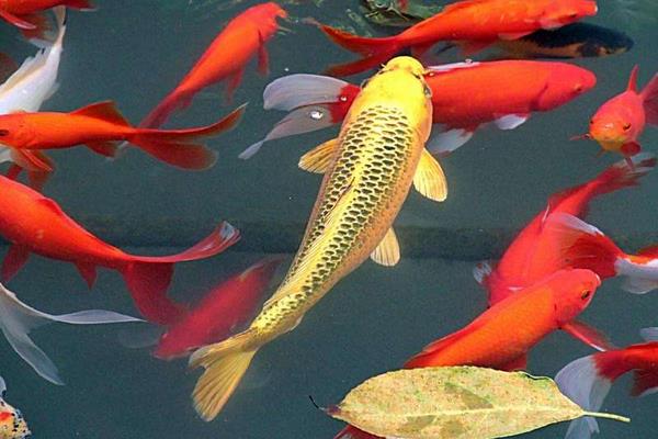 小錦鯉怎么分公母 錦鯉是熱帶魚嗎