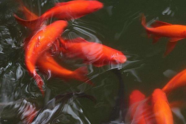 小錦鯉怎么分公母 錦鯉是熱帶魚嗎