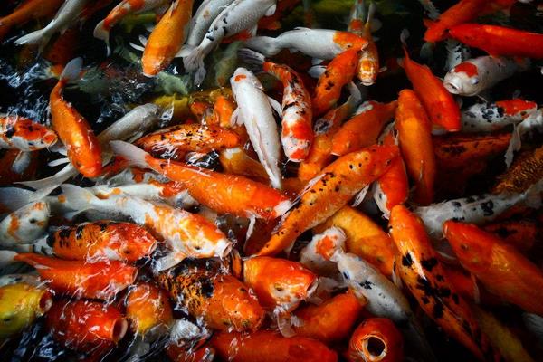 小錦鯉怎么分公母 錦鯉是熱帶魚嗎