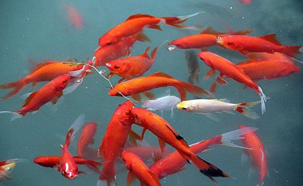 小錦鯉怎么分公母 錦鯉是熱帶魚嗎