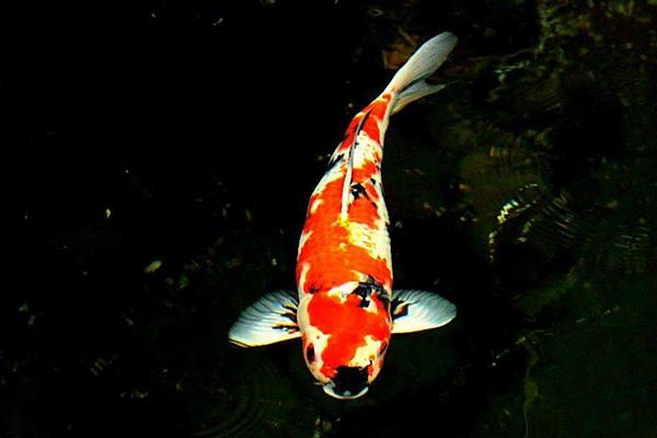 小錦鯉怎么分公母 錦鯉是熱帶魚嗎