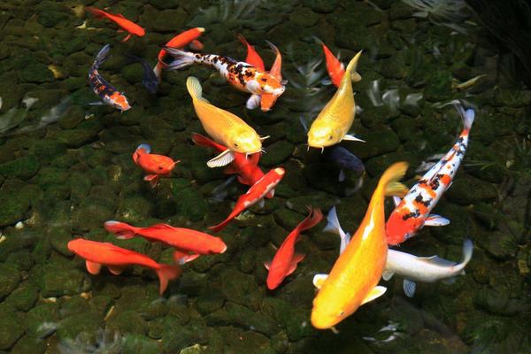 小錦鯉怎么分公母 錦鯉是熱帶魚嗎