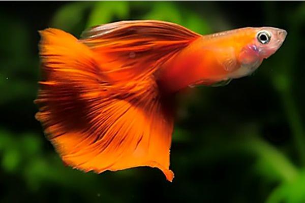 小孔雀魚怎么養長得快 孔雀魚吃自己的小魚嗎