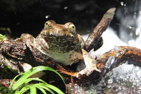 養石蛙家有沒有補貼 養石蛙賺錢嗎 石蛙養殖前景如何