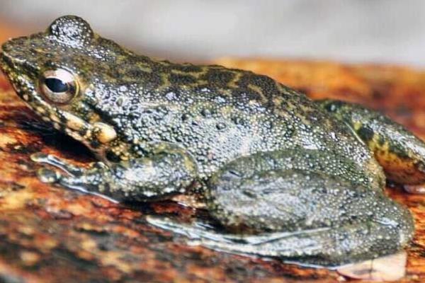 養石蛙家有沒有補貼 養石蛙賺錢嗎 石蛙養殖前景如何