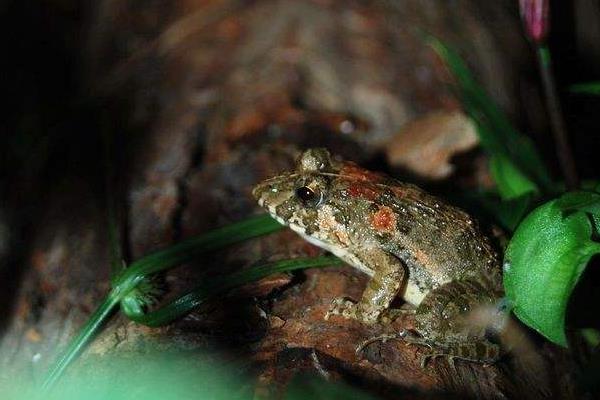 養石蛙家有沒有補貼 養石蛙賺錢嗎 石蛙養殖前景如何