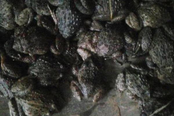 養石蛙家有沒有補貼 養石蛙賺錢嗎 石蛙養殖前景如何