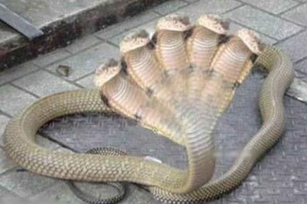 世界上有五頭蛇嗎 五頭蛇是真的嗎