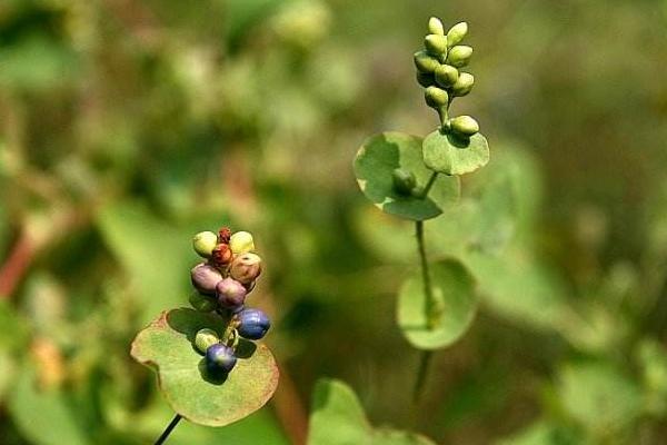 蛇不過的功效與作用及禁忌 蛇不過草藥用價值