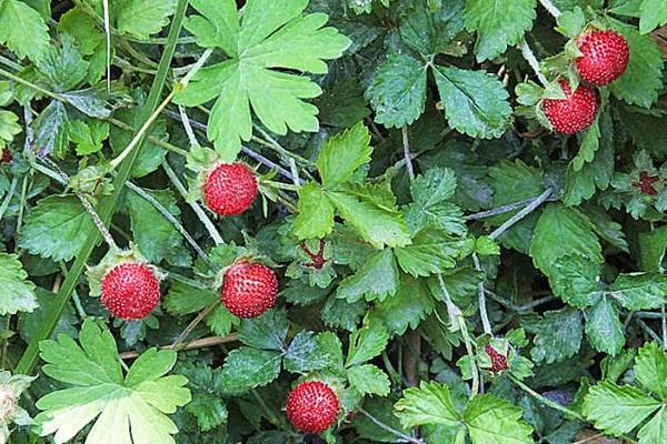 蛇含的功效與作用及禁忌 蛇含藥用價值