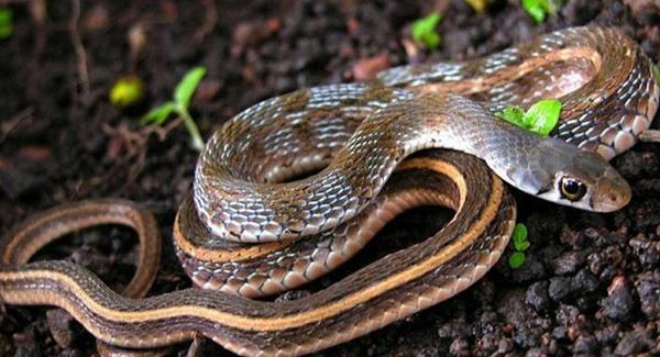 家中有蛇好不好 家中進來了蛇怎么處理