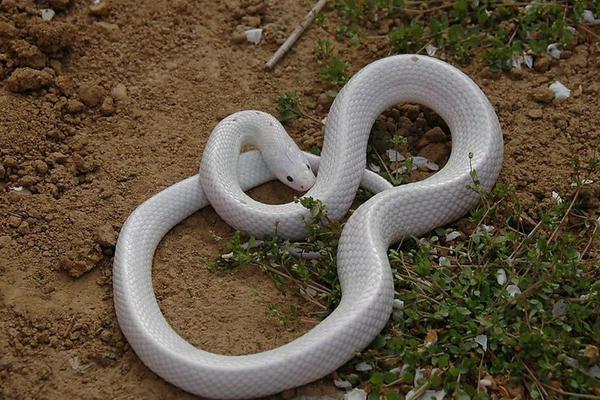 白色的蛇是什么蛇 白蛇真的存在嗎