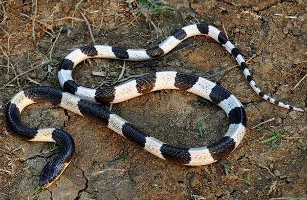 銀環蛇和五步蛇誰更毒 被銀環蛇咬了怎么辦