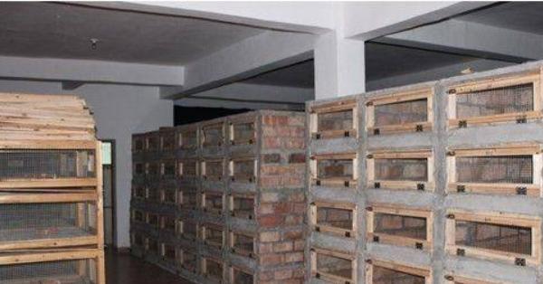 室內人工養蛇技術 養蛇的廠房建造方案