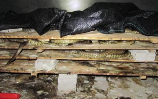 室內人工養(yǎng)蛇技術 養(yǎng)蛇的廠房建造方案