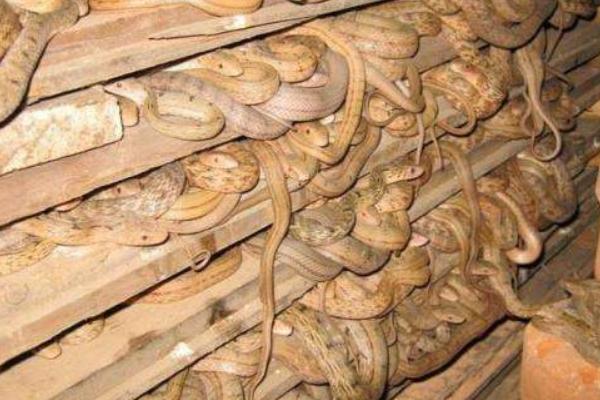 室內人工養(yǎng)蛇技術 養(yǎng)蛇的廠房建造方案