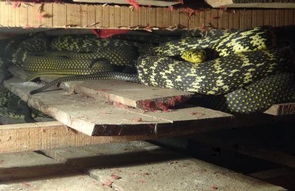 室內人工養(yǎng)蛇技術 養(yǎng)蛇的廠房建造方案