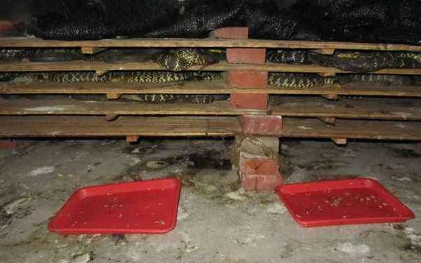 室內人工養(yǎng)蛇技術 養(yǎng)蛇的廠房建造方案