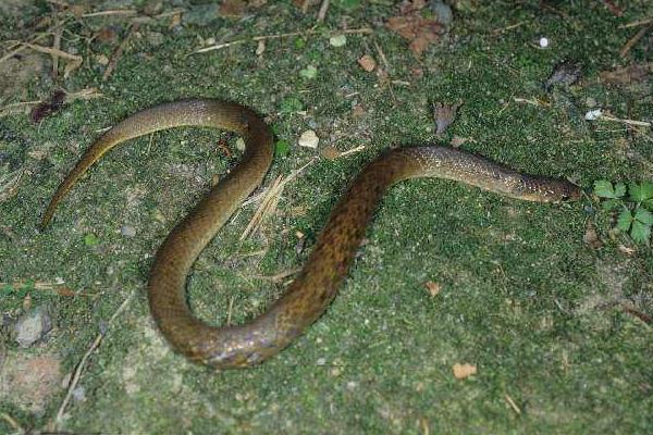 腹斑水蛇市場價(jià)格多少錢一斤 腹斑水蛇怎么養(yǎng)