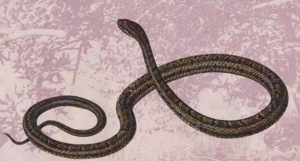 腹斑水蛇市場價格多少錢一斤 腹斑水蛇怎么養