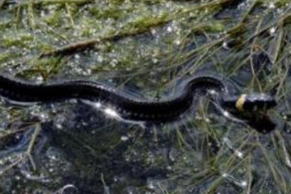 腹斑水蛇市場價格多少錢一斤 腹斑水蛇怎么養