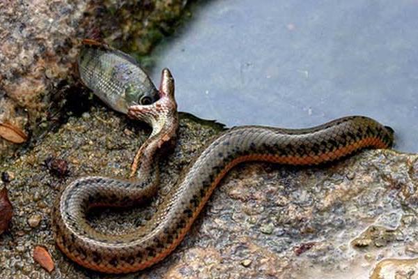 腹斑水蛇市場價格多少錢一斤 腹斑水蛇怎么養